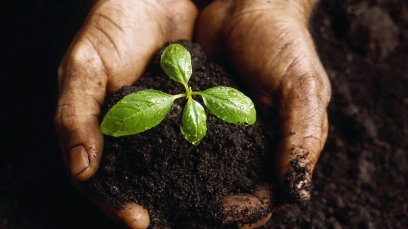 Armenia Tree Project. 6 միլիոն ծառ ու քառորդ դարի աշխատանք` Հայաստանում Armenia Tree Project. 6 միլիոն ծառ ու քառորդ դարի աշխատանք` Հայաստանում
