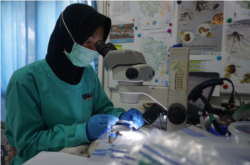 Staf Lab Entomologi WMP Yogyakarta memasukkan nyamuk yang telah diidentifikasi untuk dibawa ke Lab Diagnostic. (Foto: Dok WMP Yogyakarta)