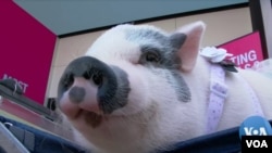 Porkchop the Pig 