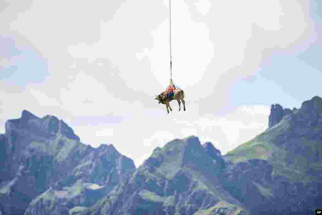 A slightly injured cow is flown by a helicopter at Klausen Pass in Switzerland.