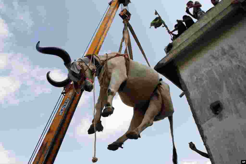 A vendor uses a crane to bring down a bull from the rooftop of his triple-story house, to sell it at a cattle market set up for the upcoming Eid al-Adha, in Karachi, Pakistan..