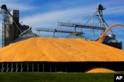 FILE - Central Illinois farmers pile harvested corn on the ground outside a full grain elevator in Virginia, Ill., Sept. 23, 2015.