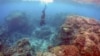 Experts Watch for Coral Reef Rebound