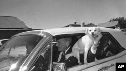 'Yuki', President Lyndon Johnson's pet mongrel, is held out the window of the car driven by LBJ as the first family starts a ride around the Texas ranch in Stonewall, Texas, Sept. 30, 1967.