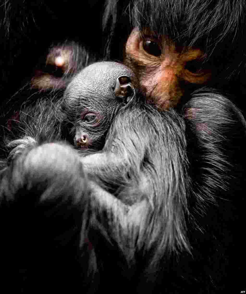 A newborn black spider monkey is seen at the Artis Zoo in Amsterdam. The young was born on 13 March, its gender is still unknown.