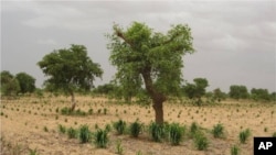 Crops grow better when planted near trees.