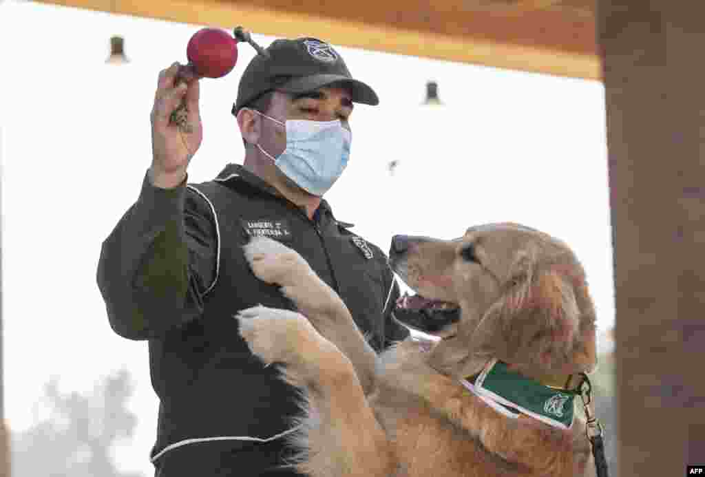 چلی کی پولیس کرونا وائرس کے مریضوں کی تلاش کے لیے کتوں کو خصوصی تربیت دے رہی ہے۔