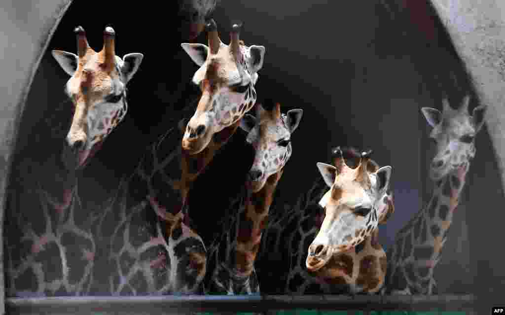 Giraffes look on from their enclosure as a newly born giraffe calf with its mother is separated from others at the Alipore Zoological Garden, in Kolkata, India.