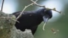 Crows 'Hooked' on Fast Food