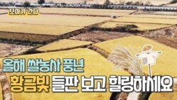 [보아가 간다] 한국 막바지 추수 한창- 올해 쌀 농사는 풍년