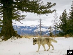 FILE - In this Dec. 4, 2014, photo released by the Oregon Department of Fish and Wildlife, a wolf from the Snake River Pack passes by a remote camera in eastern Wallowa County, Ore.