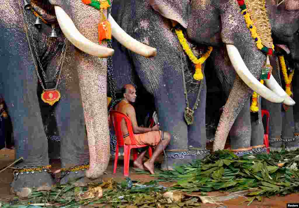 A mahout and elephants wait are seen during festivities marking the yearly harvest festival of Onam at a temple in Kochi, India.