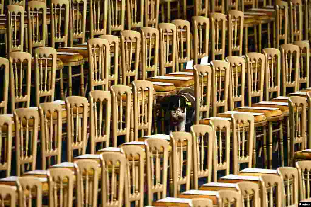 A search dog patrols the Royal Gallery ahead of the State Opening of Parliament at the Palace of Westminster in London.