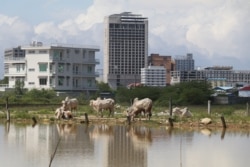 In this photo taken on Oct. 5, 2021, cattle drink water from a lower area flooded with rain water at the backdrop of high rises in downtown Sihanoukville city, Preah Sihanouk province. (Sun Narin/VOA Khmer