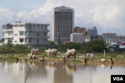 In this photo taken on Oct. 5, 2021, cattle drink water from a lower area flooded with rain water at the backdrop of high rises in downtown Sihanoukville city, Preah Sihanouk province. (Sun Narin/VOA Khmer