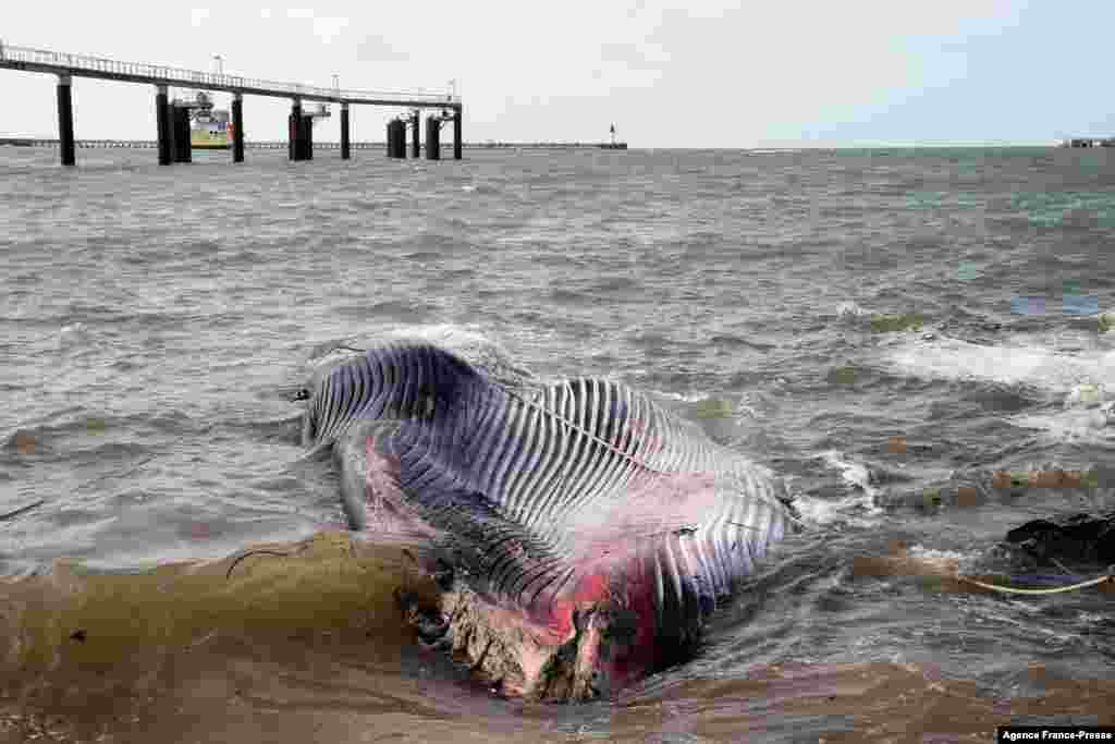 A dead whale is seen stranded in the port of Calais, northern France.
