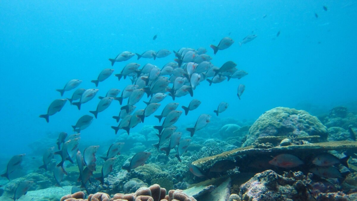 Атмосфера рыбы. Lukewarm Ocean. Fisheries and Oceans Canada picture. Department Fisheries and Oceans Canada.