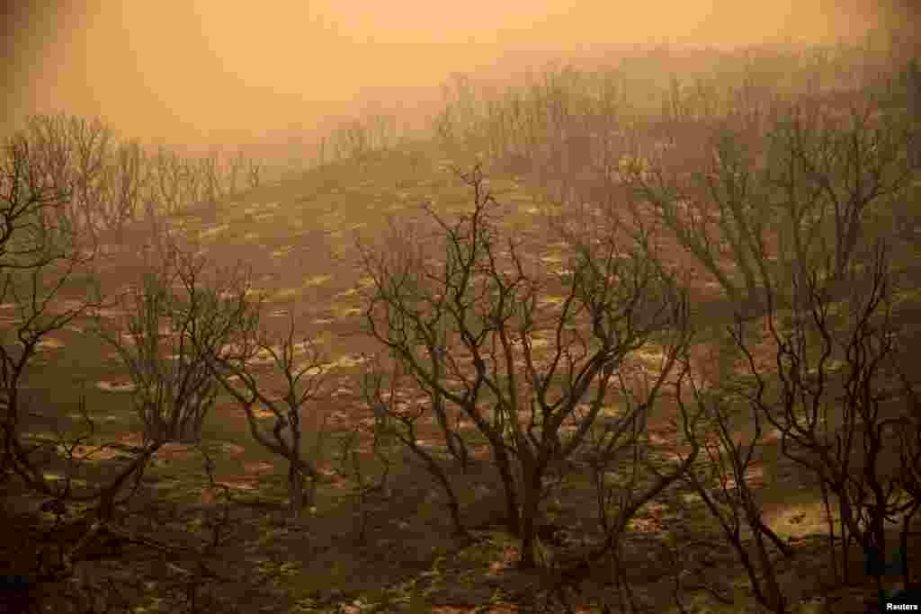 Một khu vực bị cháy rụi trong Rừng Quốc gia Sequoia, bang California, Mỹ.
