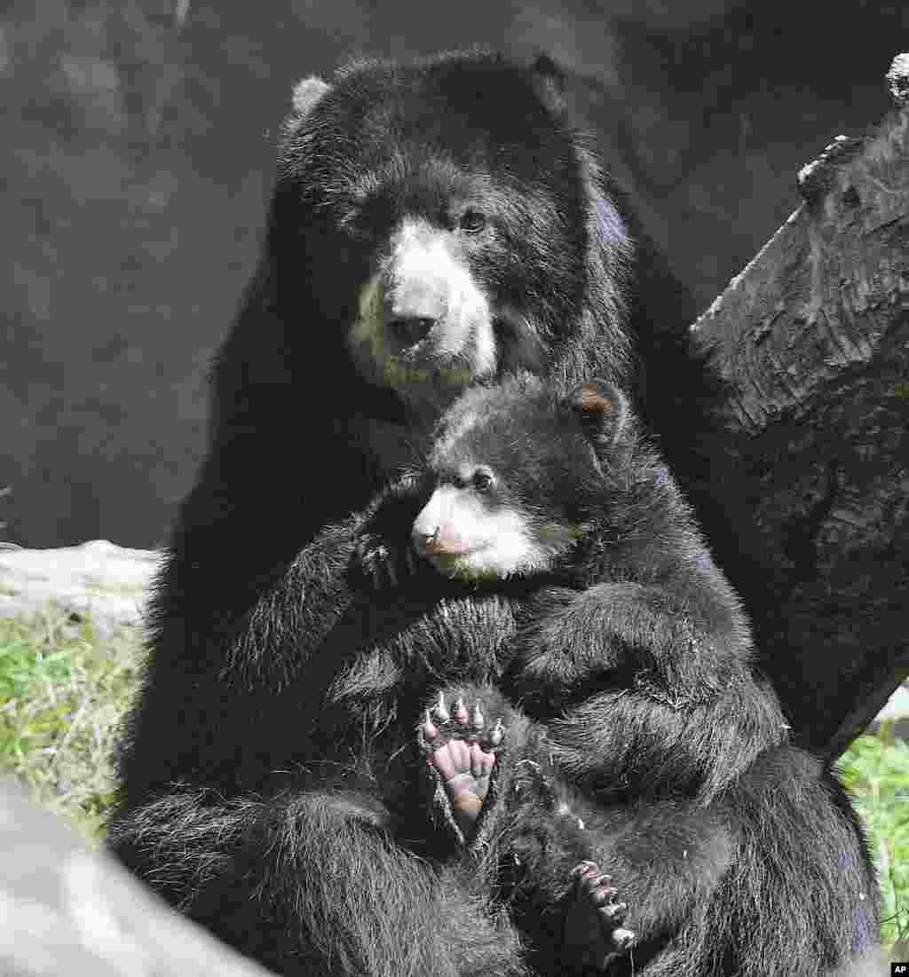 تصویری از خرس مادر که یکی از دوقلوهایش را در باغ وحش دویسبورگ آلمان در آغوش کشیده است.