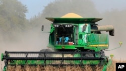 美國內布拉斯加州的農民收割大豆資料照。