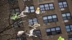 FILE - In this March 27, 2019, photo, plastic bags are tangled in the branches of a tree in New York City's East Village neighborhood.
