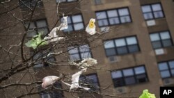 FILE - In this March 27, 2019, photo, plastic bags are tangled in the branches of a tree in New York City's East Village neighborhood.