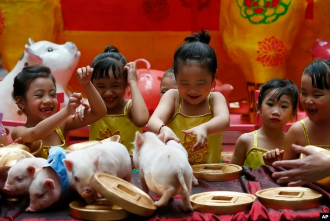 Girls play with live Teacup pigs, a rare pet in the country, at the start of celebrations leading to the Lunar New Year at Manila's Lucky Chinatown Plaza in Manila, Philippines, Feb. 1, 2019. (AP Photo/Bullit Marquez)