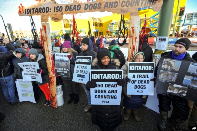 Members of People for the Ethical Treatment of Animals protest prior to the ceremonial start of the Iditarod Trail Sled Dog Race, March 2, 2019, in Anchorage, Alaska.