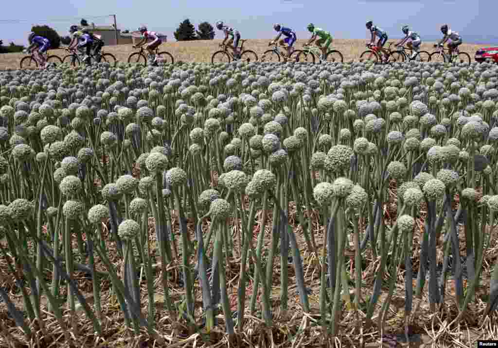 A pack of riders cycles past an onion field during the 242.5 km fifteenth stage of the centenary Tour de France cycling race from Givors to Mont Ventoux.