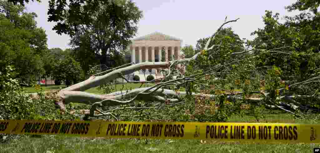 An American beech tree lies on Capitol Hill grounds in Washington, June 30, 2012, in front of the U.S. Supreme Court.