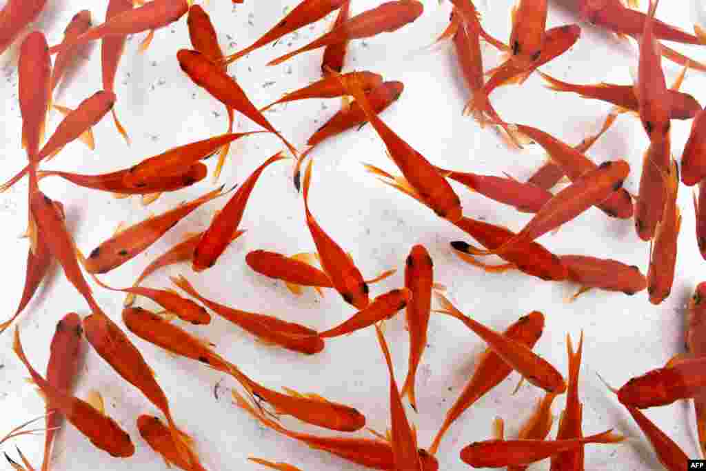 Goldfish swim in a bowl at Tajrish square market in Tehran on the eve of beginning of 1394 Persian solar calendar year. Iranians buy flowers, green sprouts and goldfish to celebrate Noruz which is a Zoroastrian tradition, still celebrated by Iranians even after Islam.