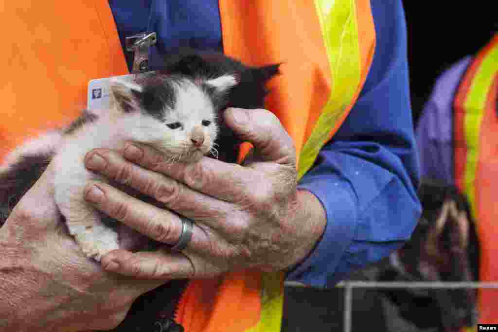 A kitten with whiskers damaged by heat is inspected by a veterinarian at a property evacuated and partially burnt by the Valley Fire in Hidden Valley Lake, California, Sept. 15, 2015. The toll of property loss from the deadly Northern California wildfire has climbed to at least 585 homes and hundreds of other structures destroyed, the California Department of Forestry and Fire Protection reported.