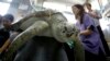 Huge Sea Turtles Slowly Coming Back From Brink of Extinction
