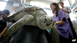 Bank, a 25-year-old green sea turtle, receives treatment at the Chulalongkorn University in Bangkok, Thailand, March 10, 2017. Veterinarians operated on Bank to remove 915 coins which she swallowed after passers-by tossed coins into her pool.