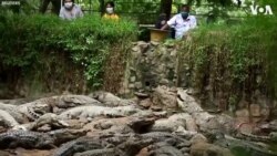 India Crocodile Park Struggles Amid Virus Lockdown