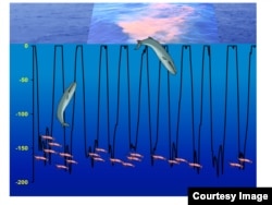 Huge blue whales dive more than 150 meters to feed on tiny krill. (Credit: Frontiers in Ecology and the Environment)
