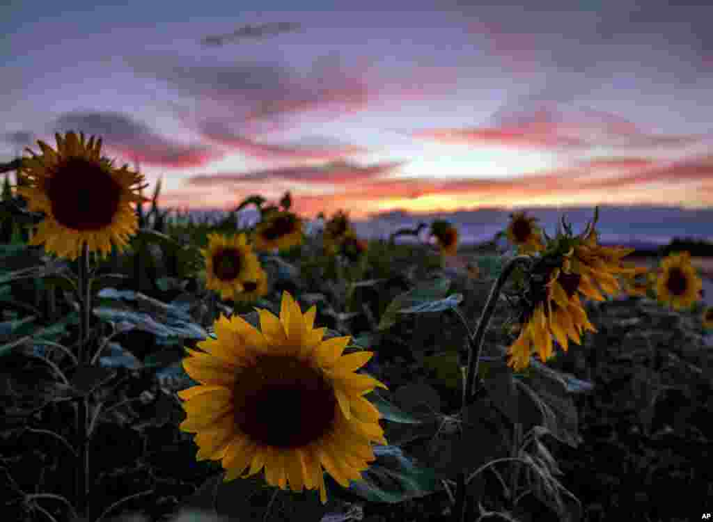 Sunflowers are seen in a field in Frankfurt, Germany, after the sun set, July 20, 2020.
