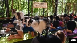 This is a picture of goat yoga. Yes. Goat yoga. These yoga students are take a class with Nigerian Dwarf goats in Los Angeles, California, May 2018. 