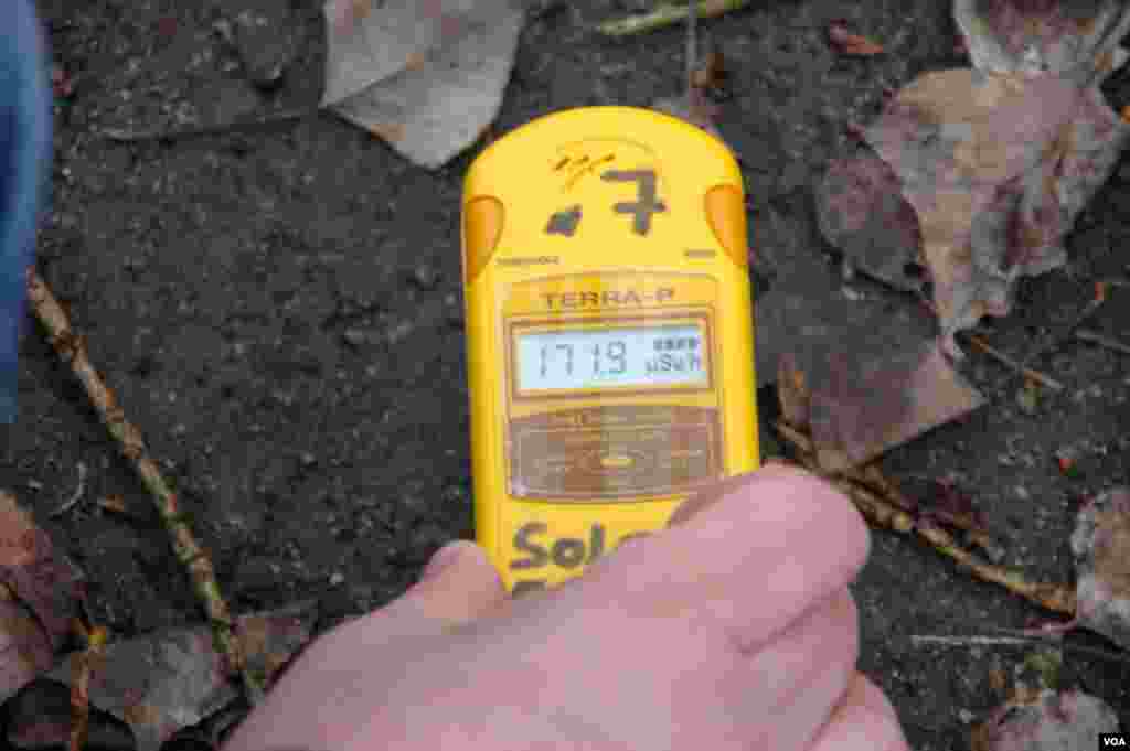 An unusually high radiation reading of about 172 micro-sieverts per hour over some vegetation on the ground of the Pripyat amusement park. (Steve Herman/VOA)