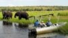 Survei: Jumlah Gajah di Zambia Lebih Banyak dari Perkiraan 