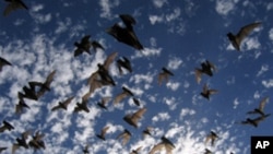 Brazilian free-tailed bats in flight as they emerge from a cave in Texas.