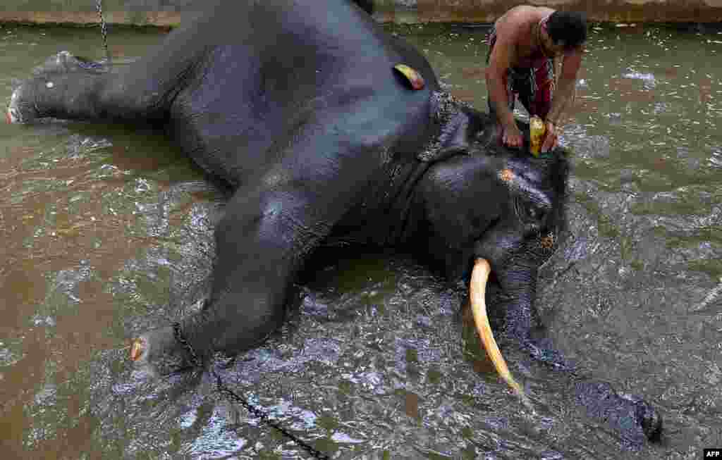 스리랑카 콜롬보에서 조련사가 코끼리를 목욕하고 있다.