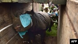 Le Service kényan de la faune (KWS) transporte un rhinocéros noir, le 26 juin 2018.