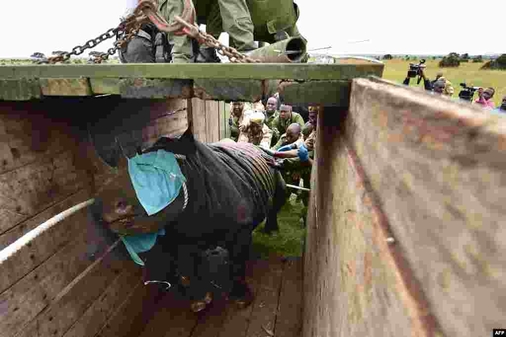 Kenya Wildlife Services (KWS) translocation team members assist to load a black male rhinoceros into a crate in Nairobi National Park.