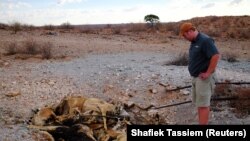 Farm manager Burger Schoeman stands over a pit of dead animals near Groblershoop, South Africa, December 6, 2019.