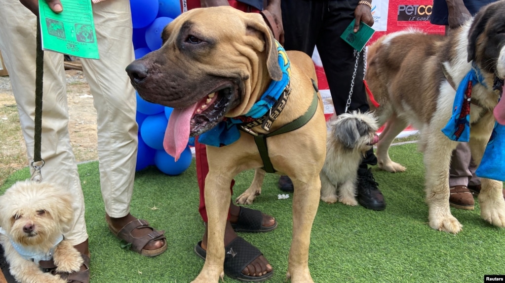 Dogs attend the opening session of the 3rd edition of Lagos Dog Carnival, in Nigeria December 11, 2021. . (REUTERS/Seun Sanni)