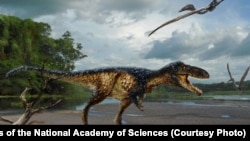 The fossilized remains of a new horse – sized dinosaur reveal how Tyrannosaurus rex and its close relatives became top predators, according to a new study published in the Proceedings of the National Academy of Sciences.