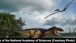 The fossilized remains of a new horse – sized dinosaur reveal how Tyrannosaurus rex and its close relatives became top predators, according to a new study published in the Proceedings of the National Academy of Sciences.