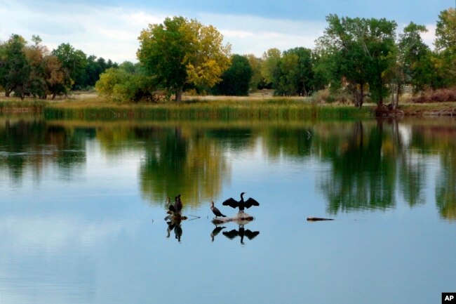 FILE - In this Sept. 26, 2012 file photo, a cormorant dries its wings after diving for fish in Lake Ladora at the Rocky Mountain Arsenal National Wildlife Refuge in Commerce City, Colo. (AP Photo/Donna Bryson)