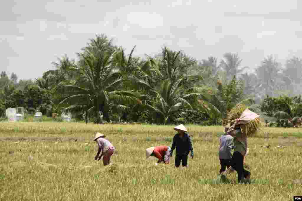 Laborers gather rice grains for stacking, Tien Giang, Vietnam, September 14, 2012. (D. Schearf/VOA)